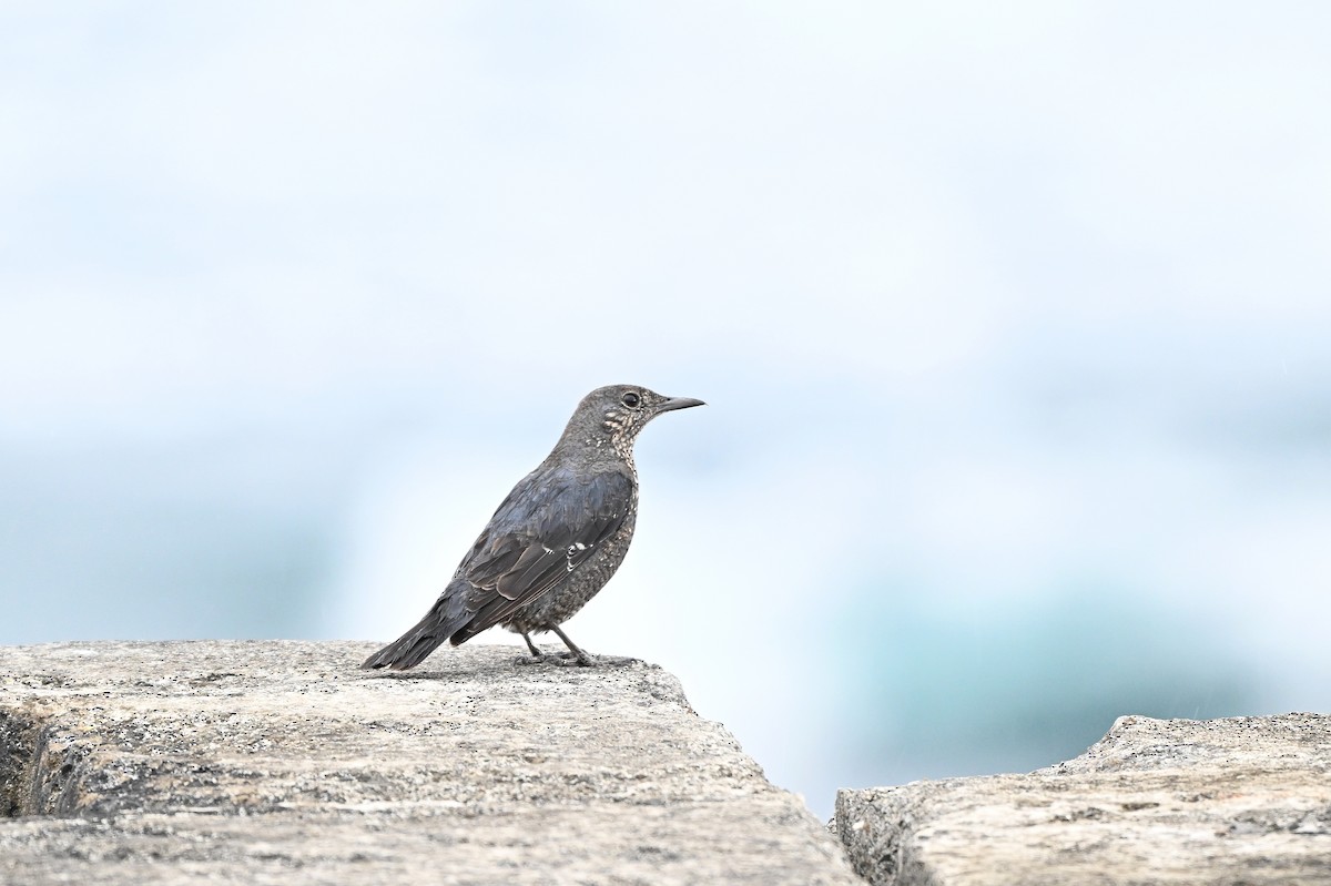 Blue Rock-Thrush - ML614923688