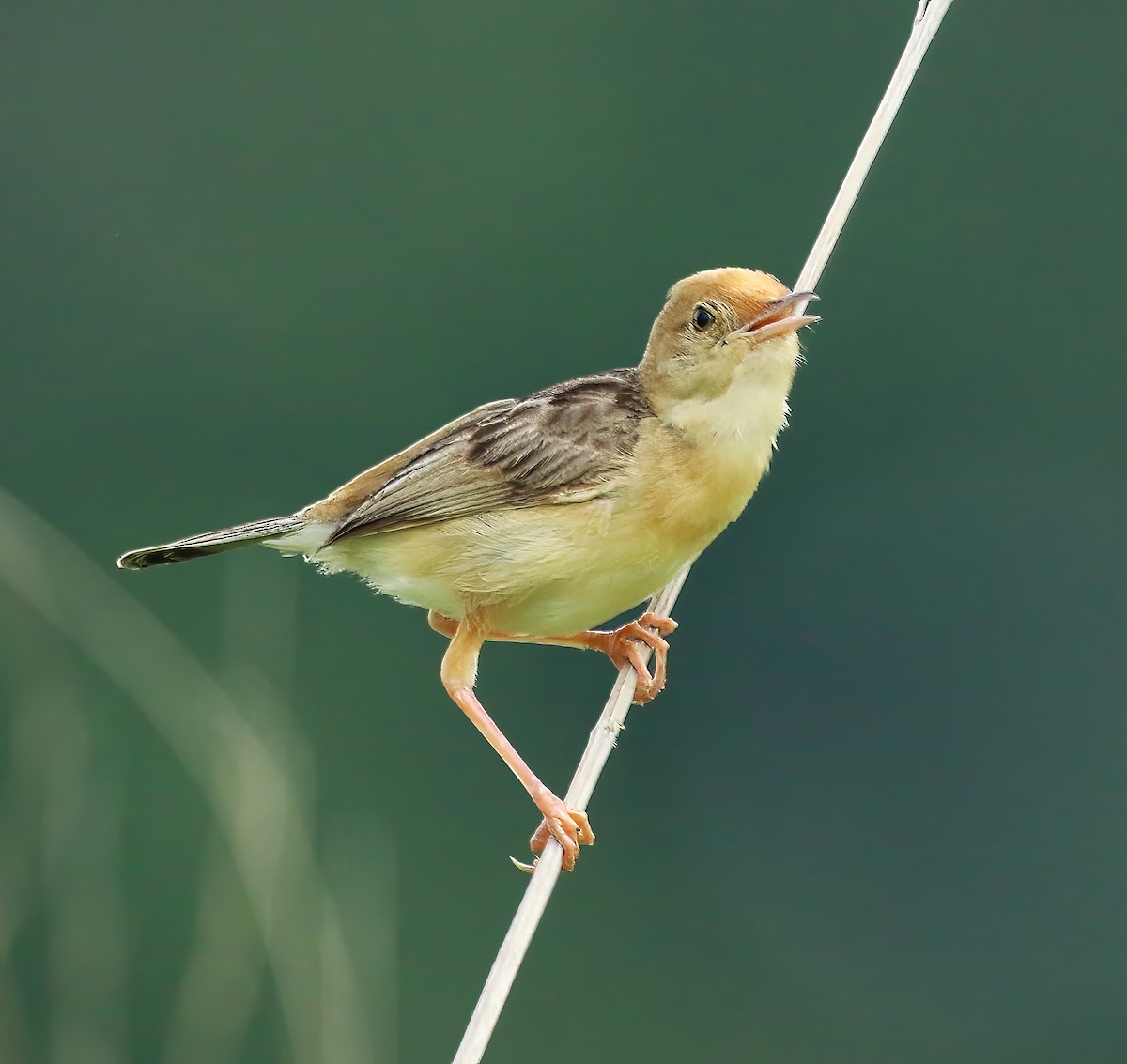 Golden-headed Cisticola - ML614923765