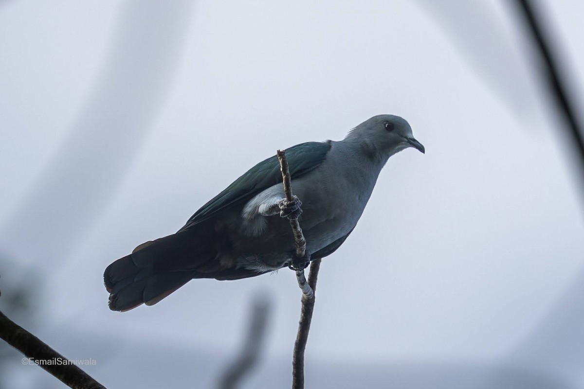 Green Imperial-Pigeon - Esmail Samiwala