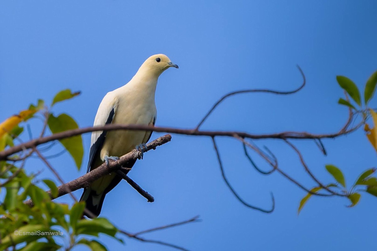 Pied Imperial-Pigeon - Esmail Samiwala