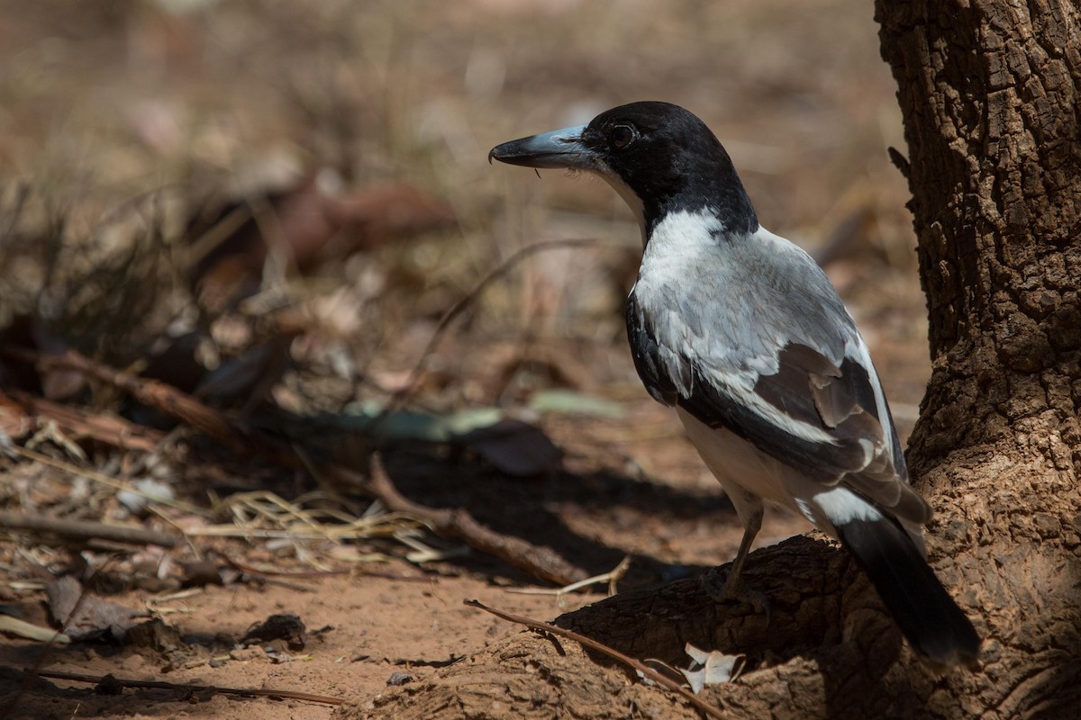 Silver-backed Butcherbird - ML614923805