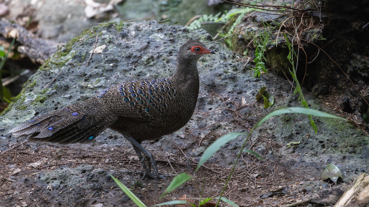 Hainan Peacock-Pheasant - Weeds S