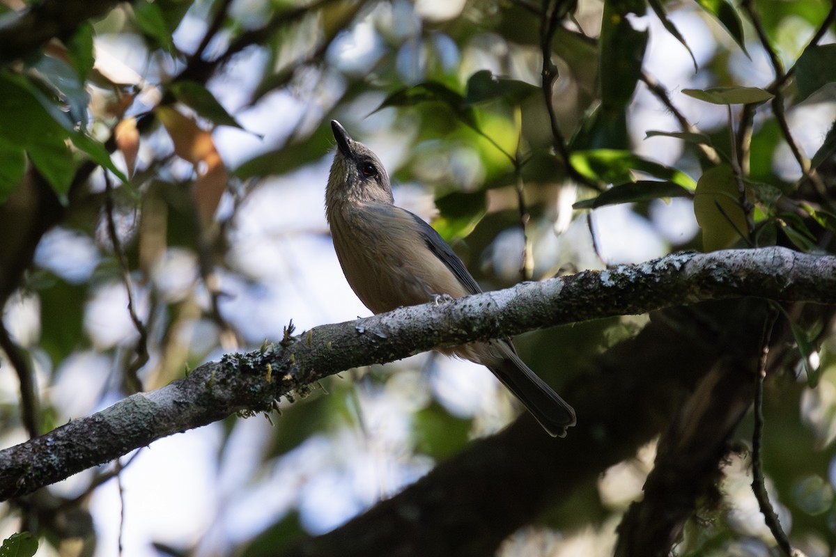 Bower's Shrikethrush - ML614923842