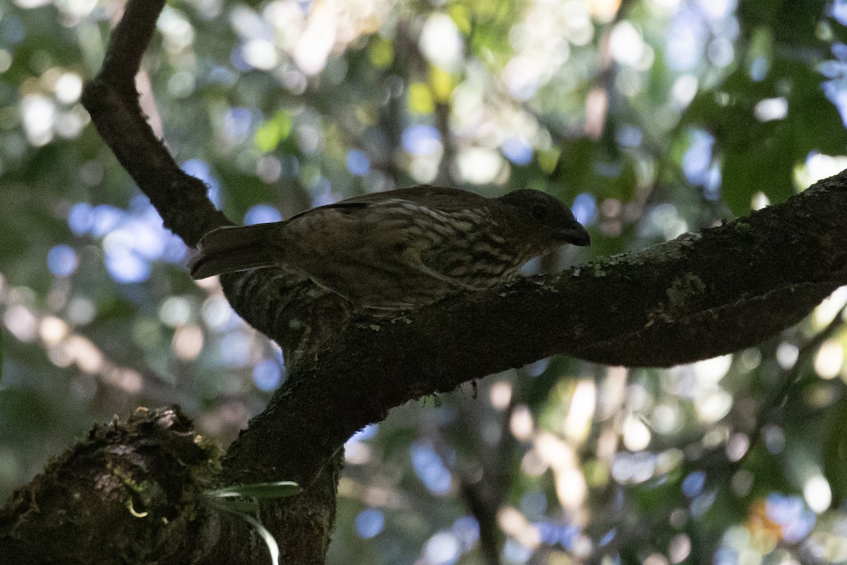 Tooth-billed Bowerbird - ML614923878