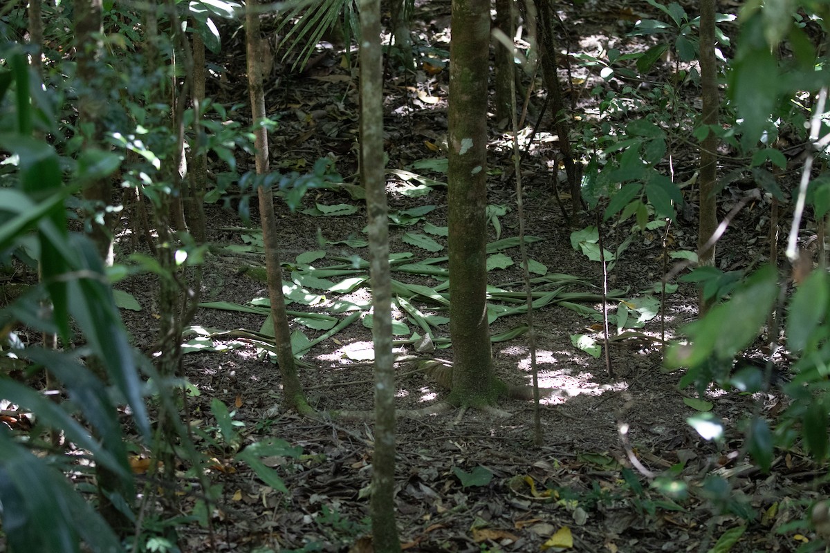 Tooth-billed Bowerbird - ML614923879