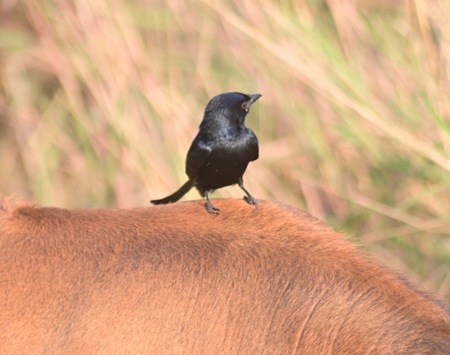 svartdrongo - ML614923952