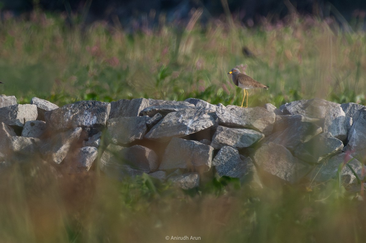Gray-headed Lapwing - ML614923953