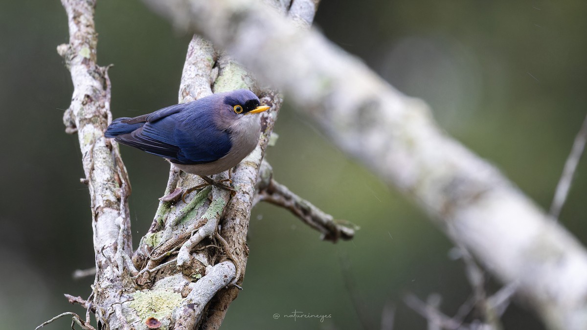 Yellow-billed Nuthatch - Weeds S