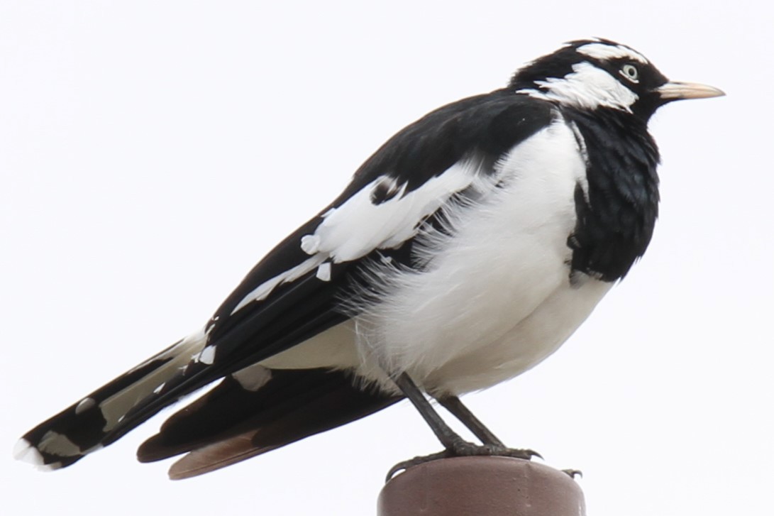 Magpie-lark - ML614924078