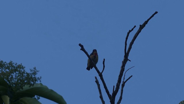 Fire-breasted Flowerpecker - ML614924147