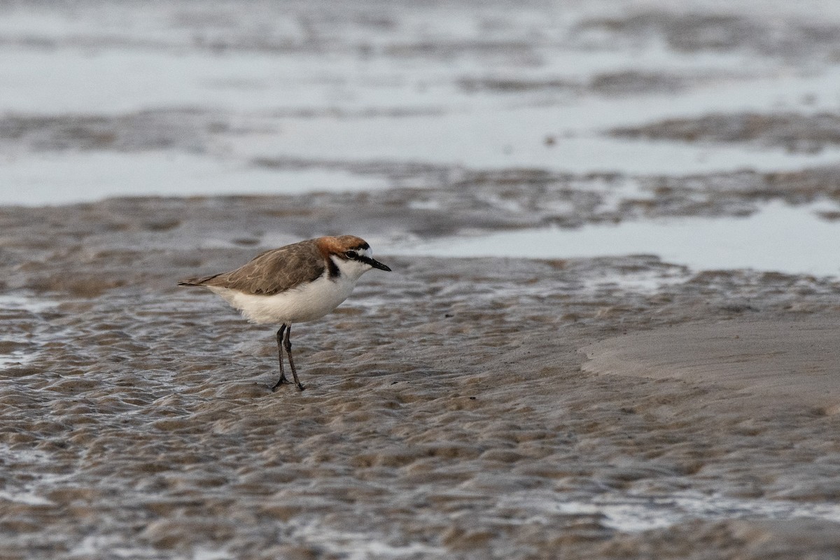Red-capped Plover - ML614924228