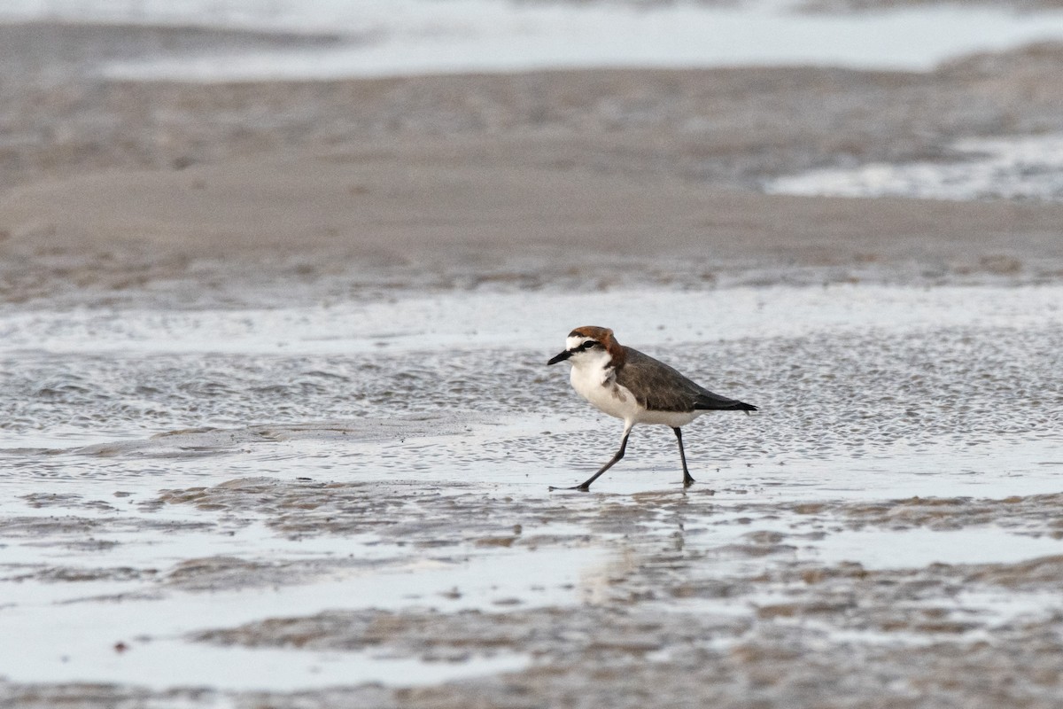 Red-capped Plover - ML614924231