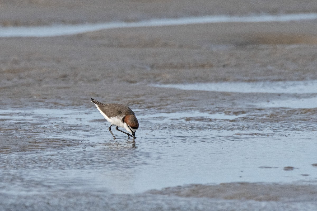 Red-capped Plover - ML614924235