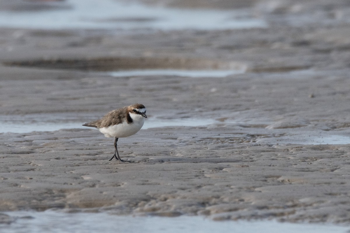 Red-capped Plover - ML614924242