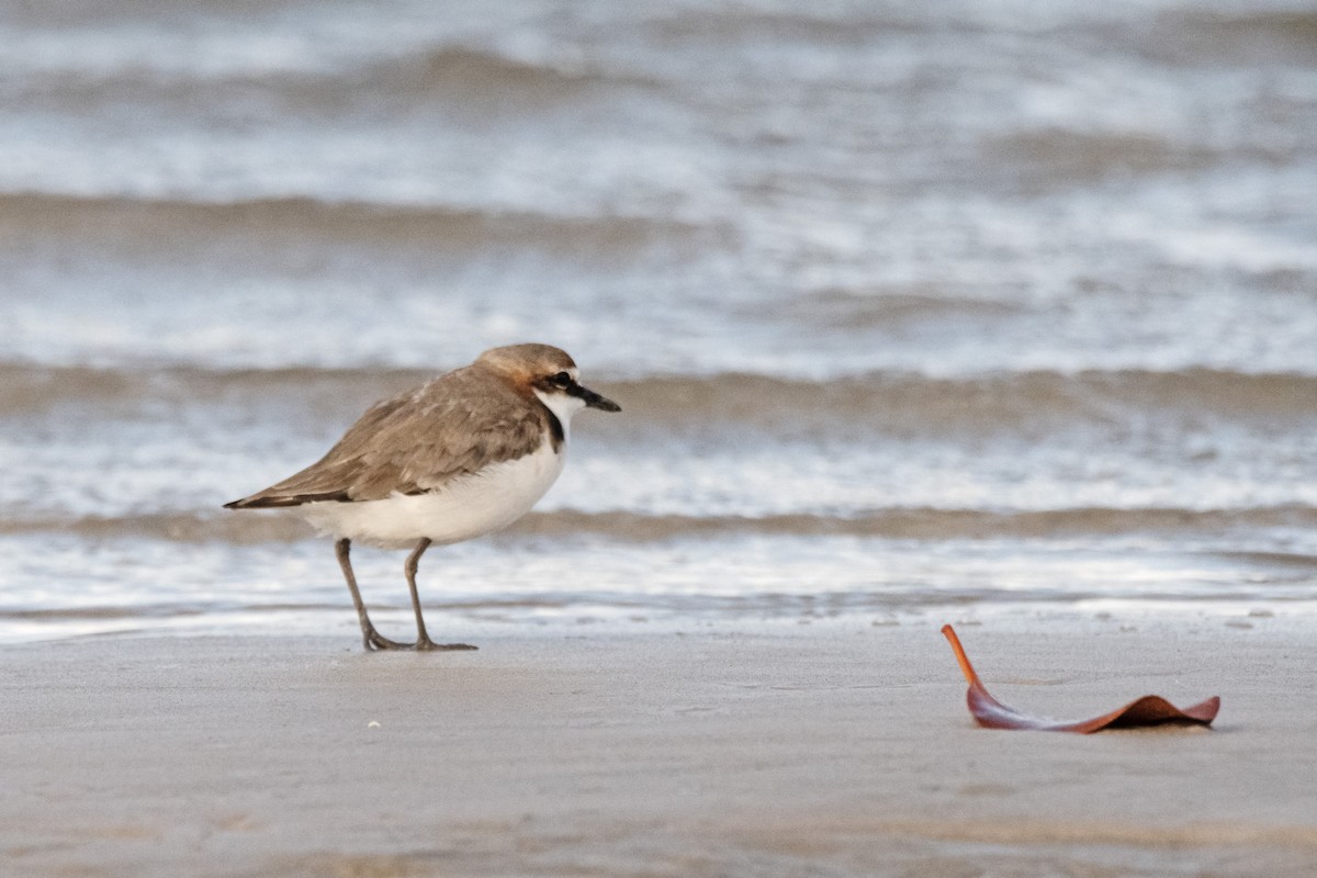 Red-capped Plover - ML614924246