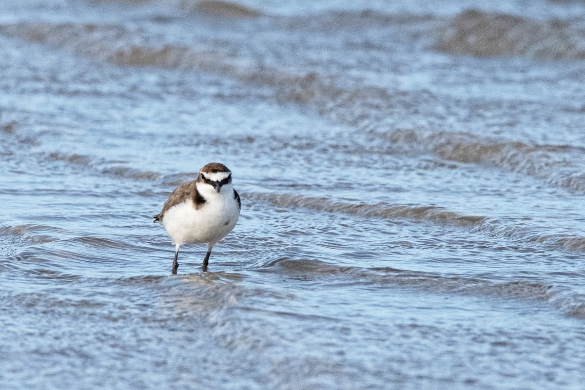 Red-capped Plover - ML614924251
