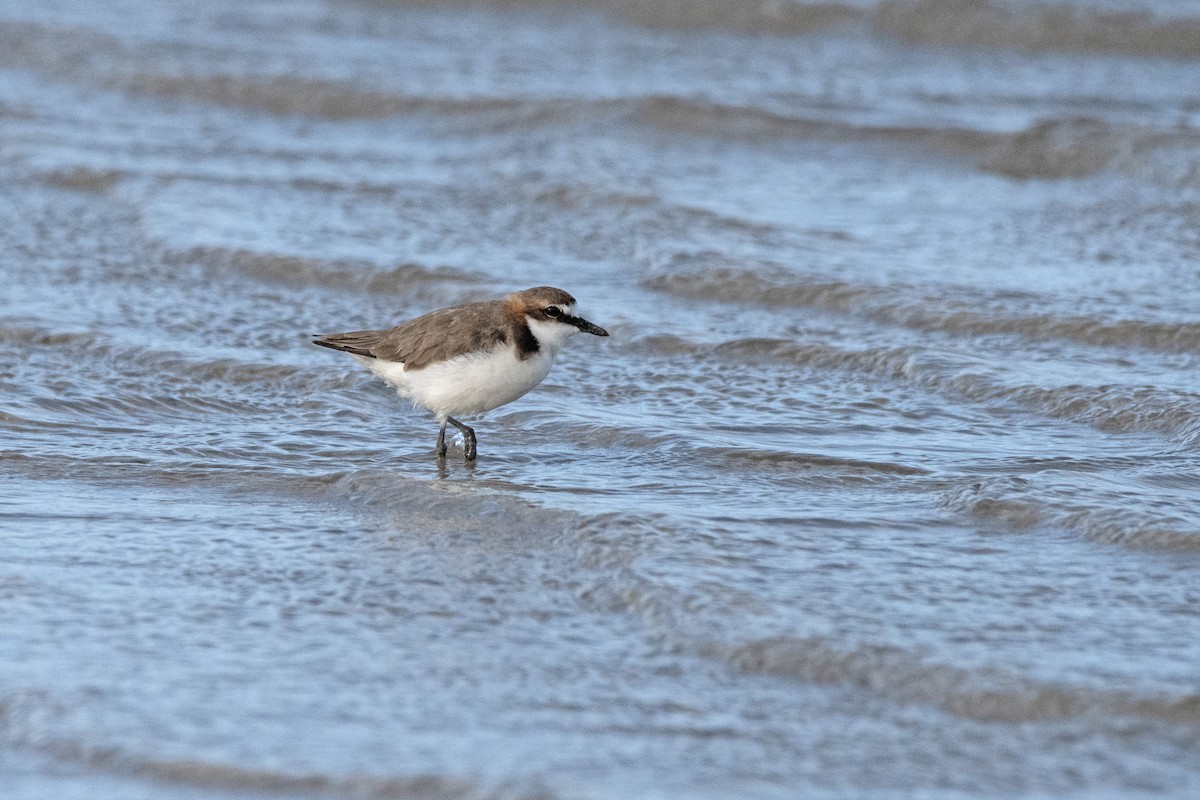 Red-capped Plover - ML614924252