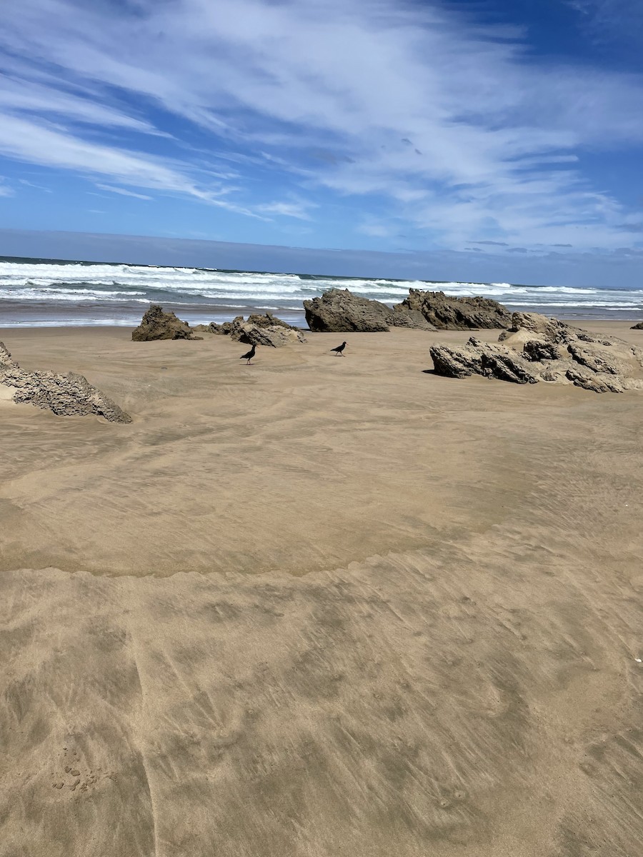 African Oystercatcher - ML614924257