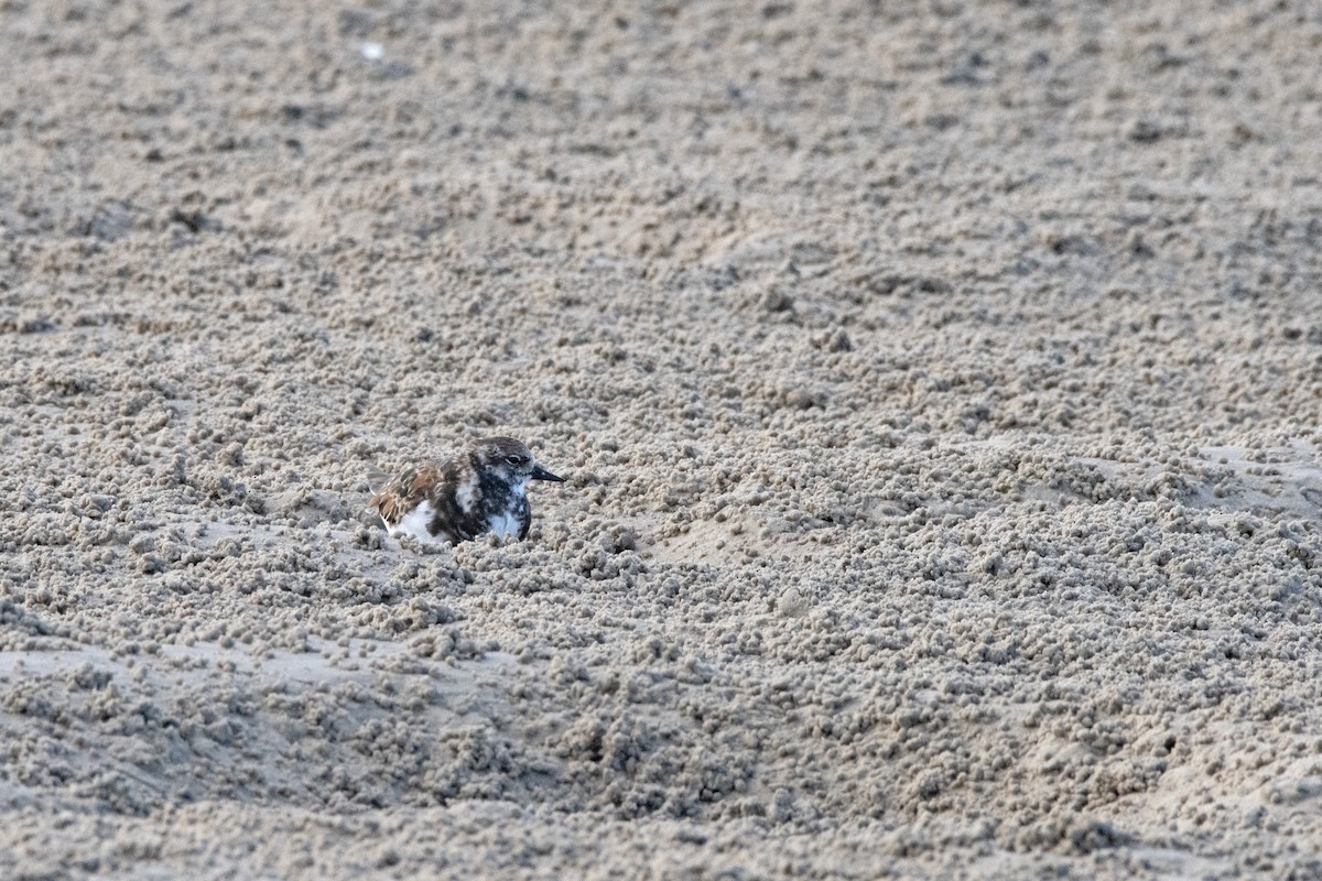 Ruddy Turnstone - ML614924261