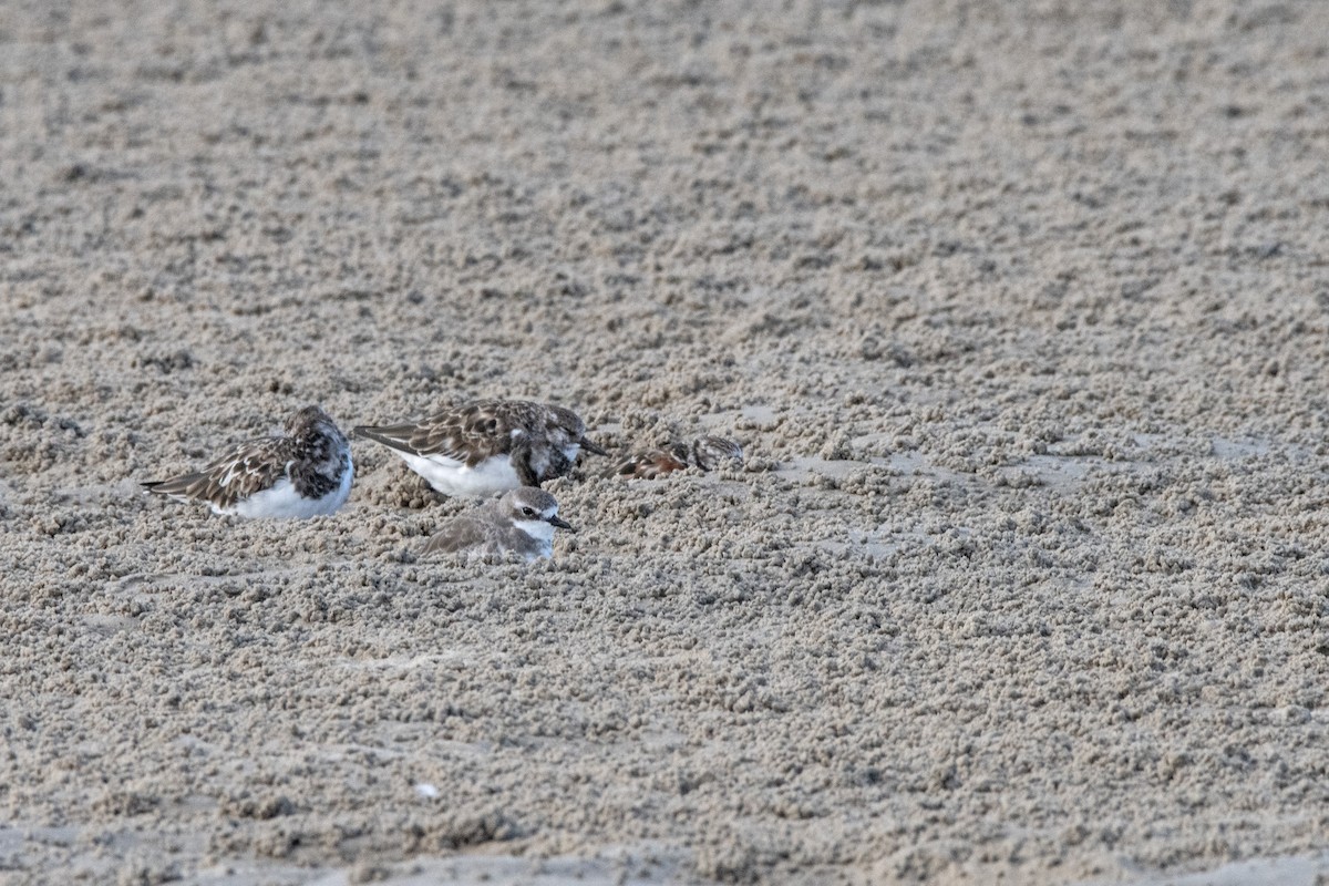 Ruddy Turnstone - ML614924263