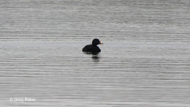 Common Scoter - ML614924267