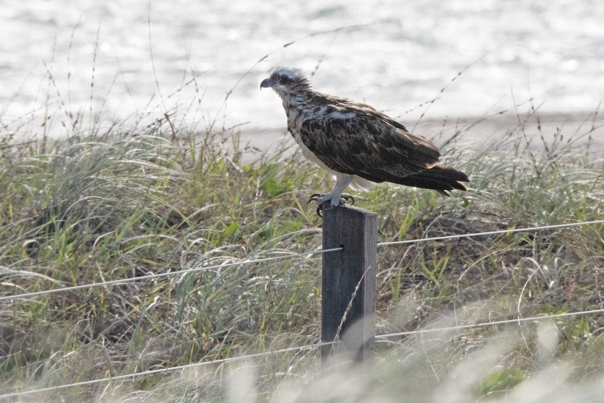 Águila Pescadora - ML614924274