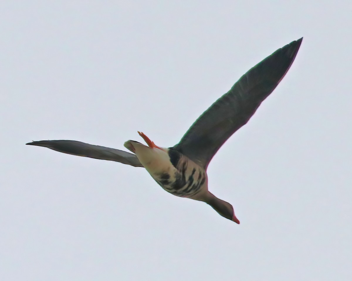 Greater White-fronted Goose - ML614924286