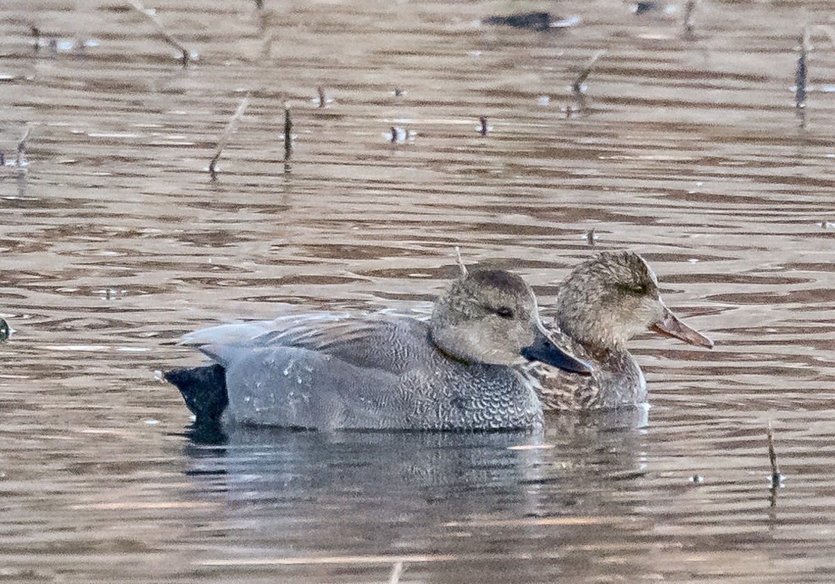 Gadwall - ML614924289