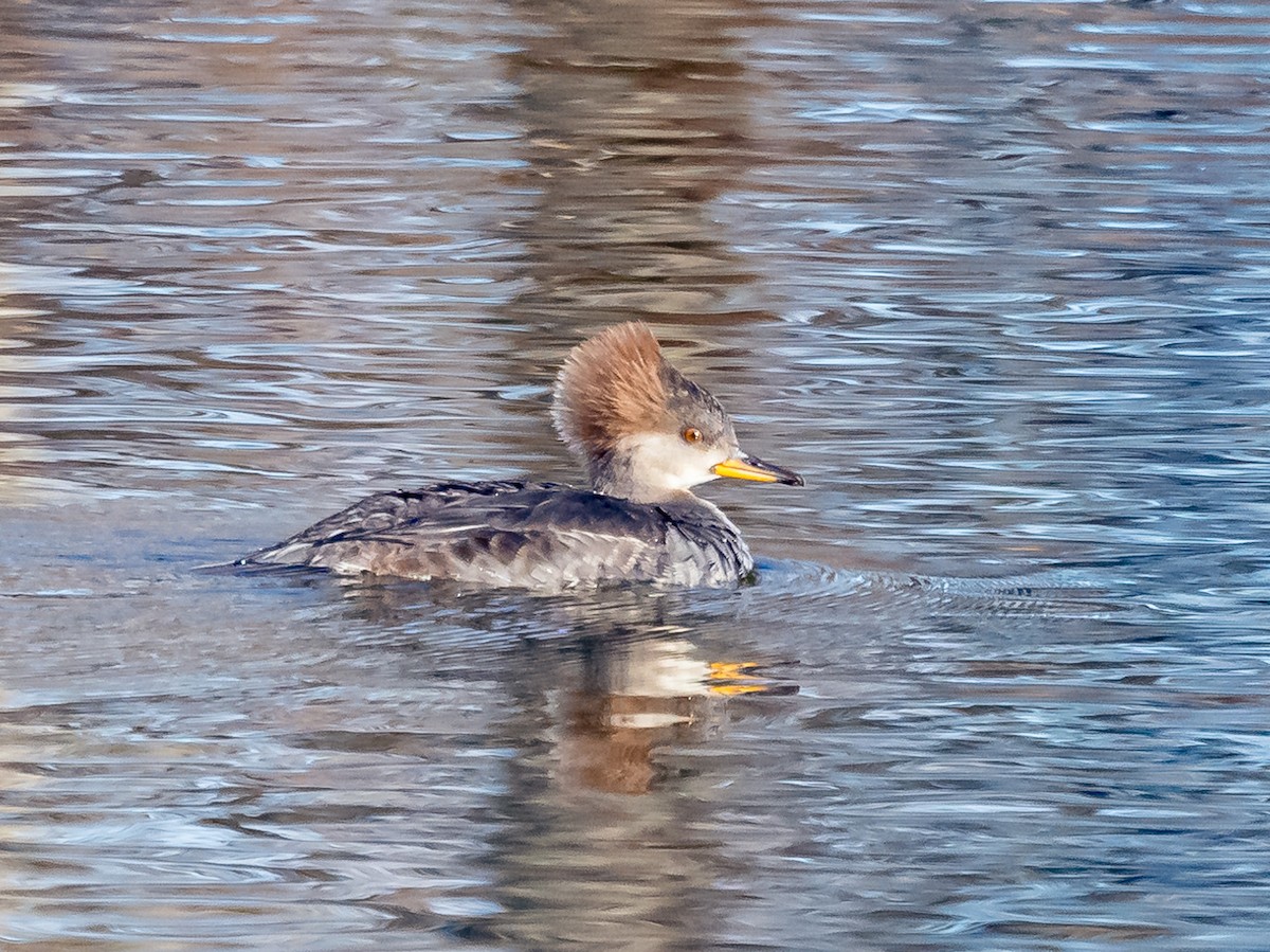 Hooded Merganser - ML614924308