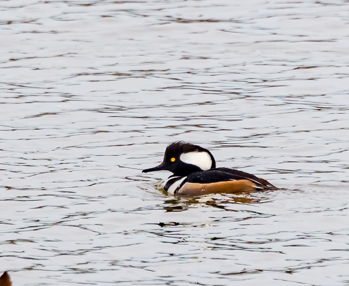 Hooded Merganser - ML614924309