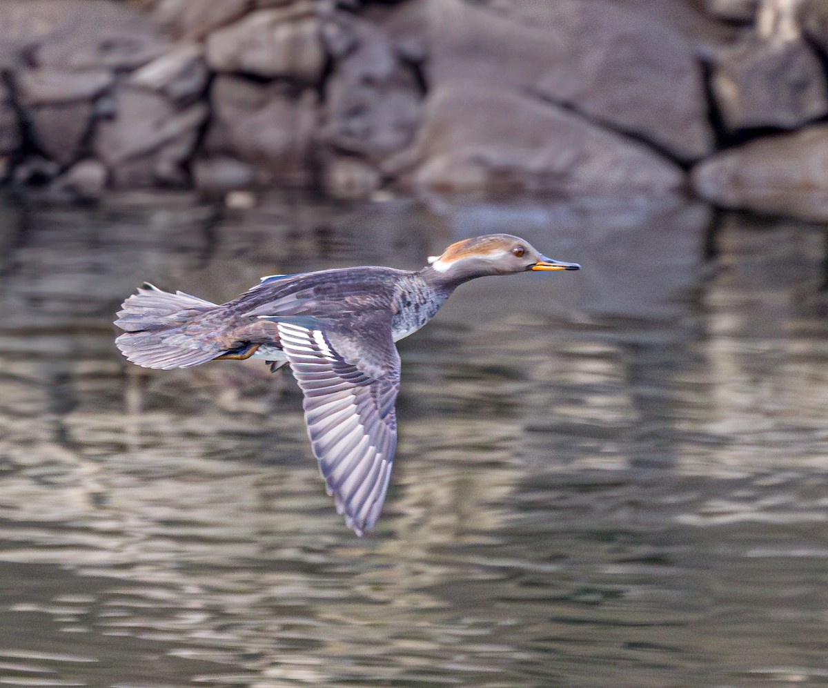 Hooded Merganser - ML614924310