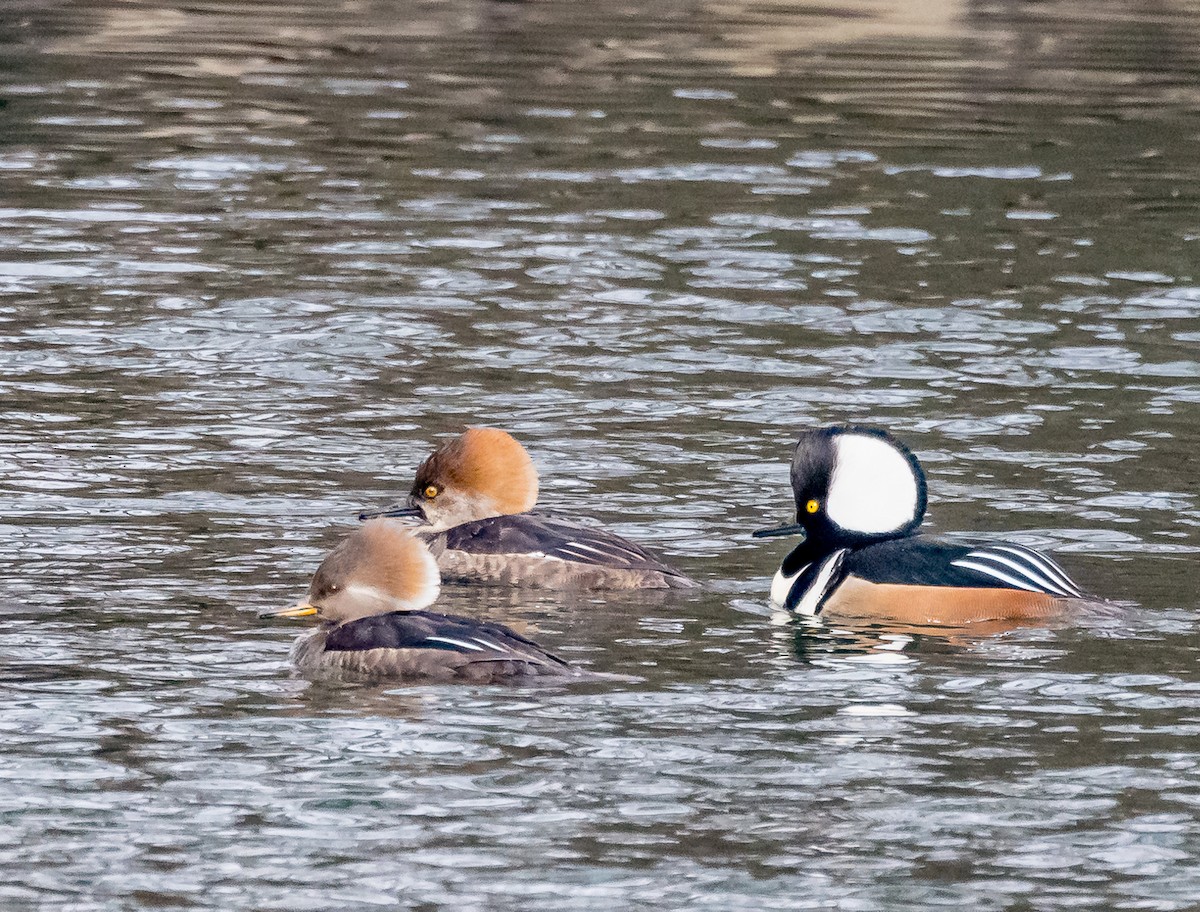 Hooded Merganser - ML614924311