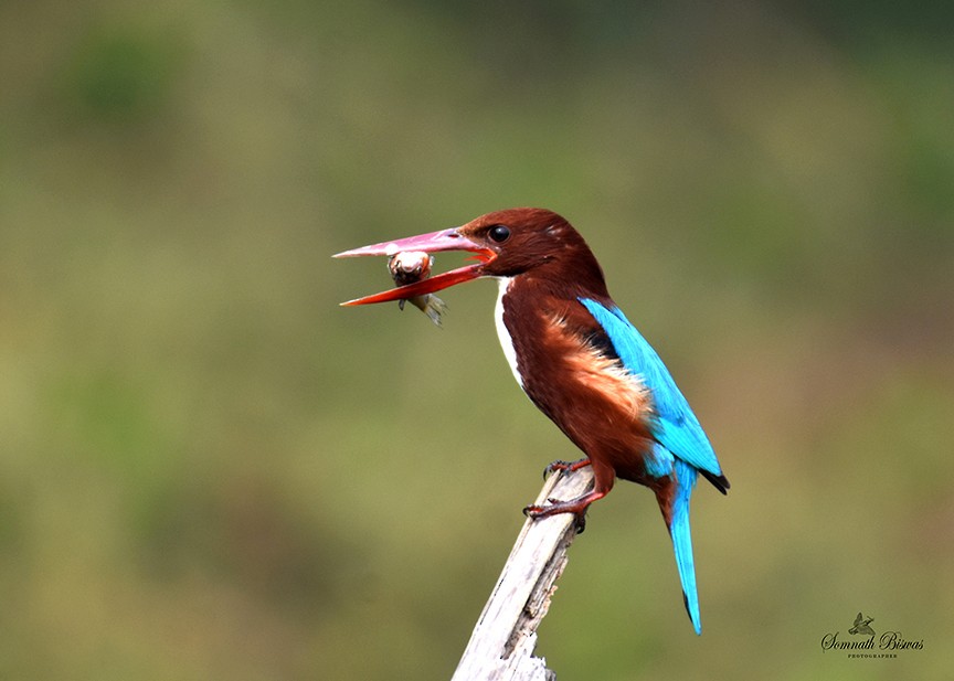 White-throated Kingfisher - Somnath Biswas