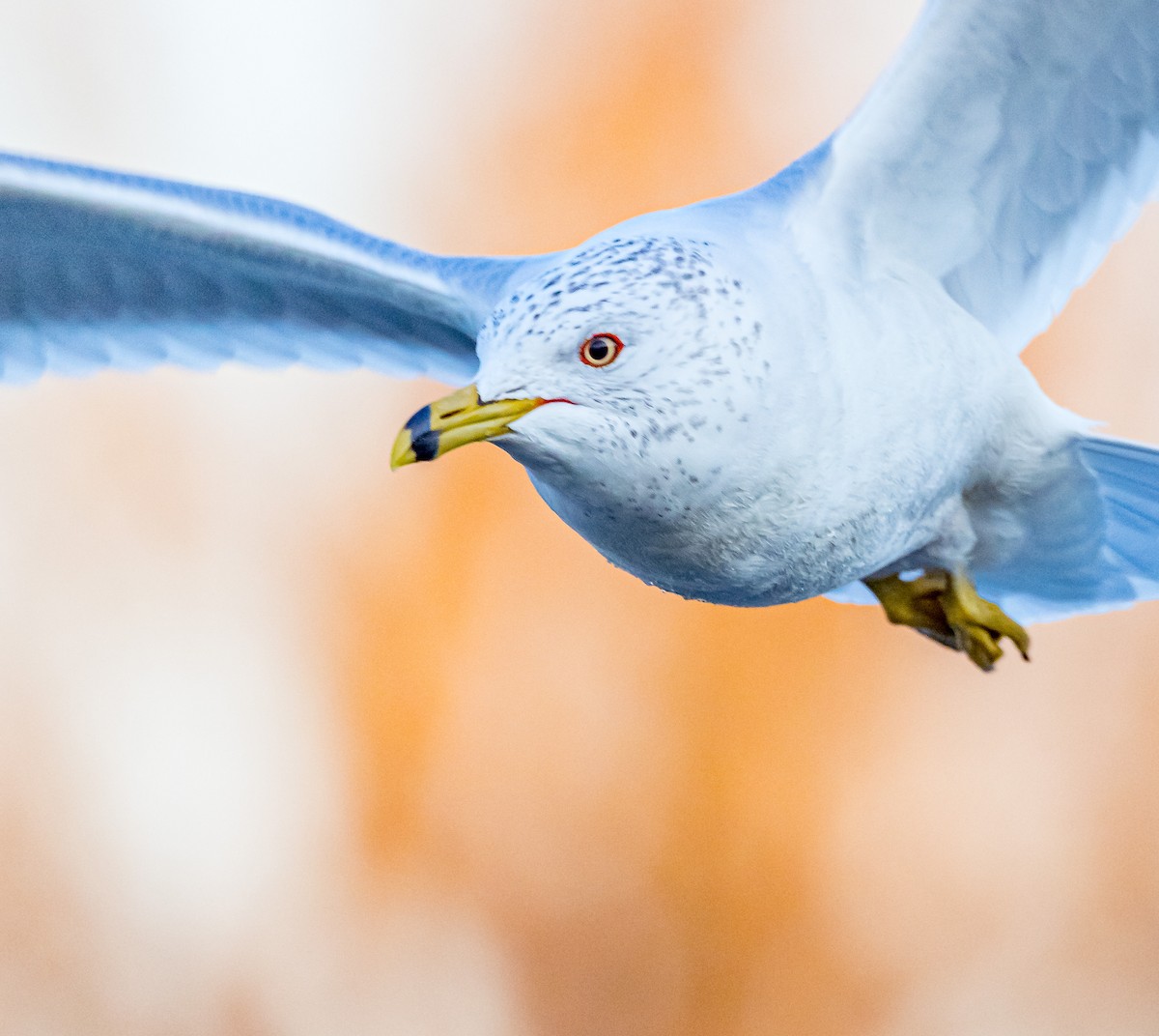 Ring-billed Gull - ML614924340