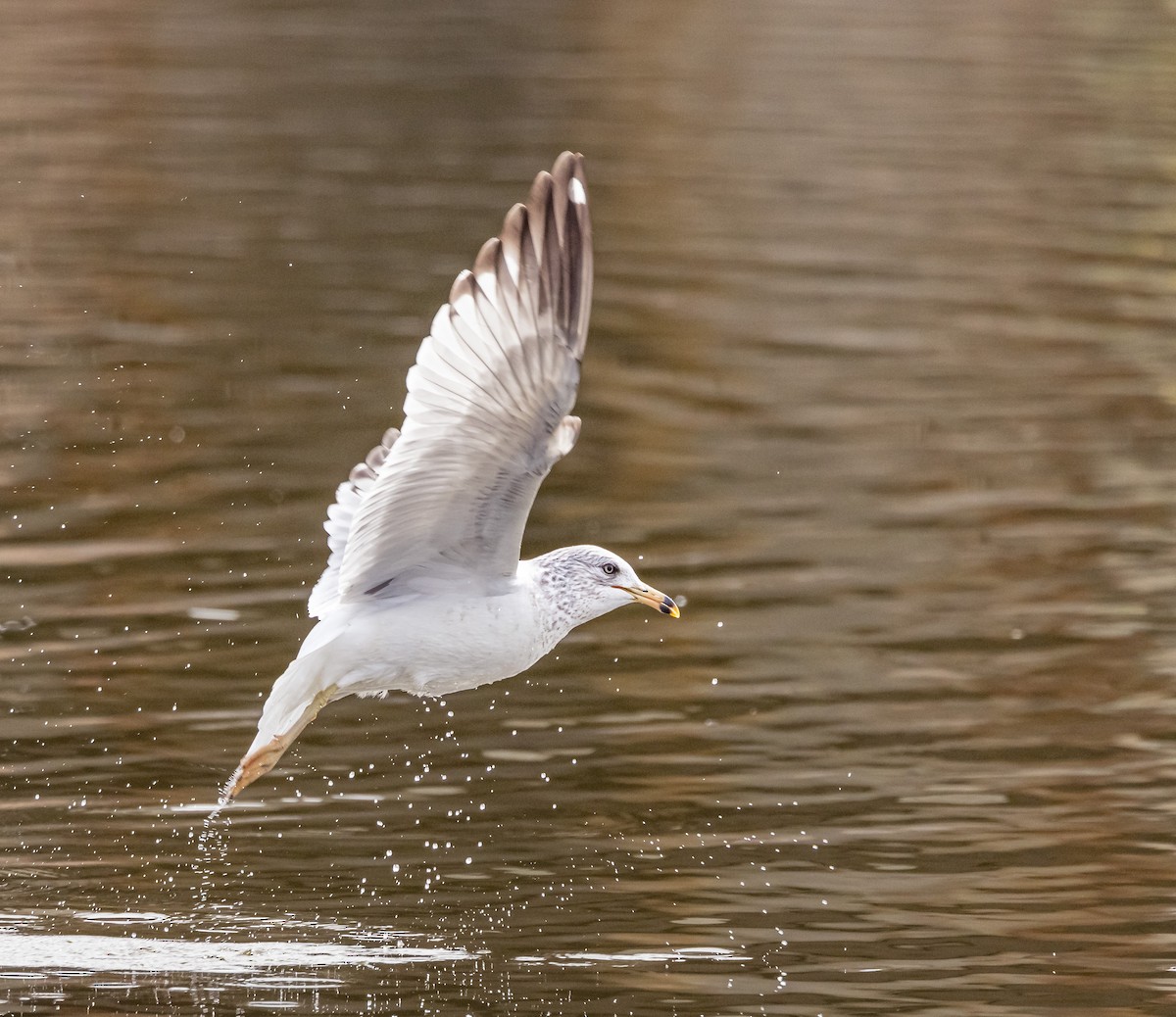 Ring-billed Gull - ML614924341