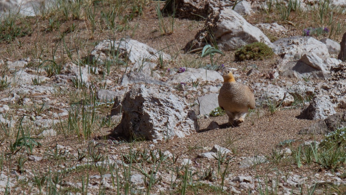 Tibetan Sandgrouse - ML614924347