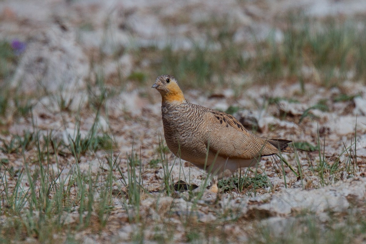 Tibetan Sandgrouse - Robert Tizard