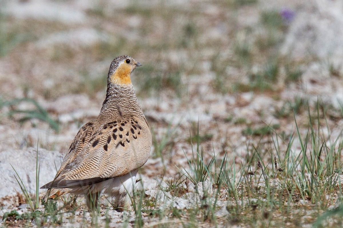 Tibetan Sandgrouse - ML614924364