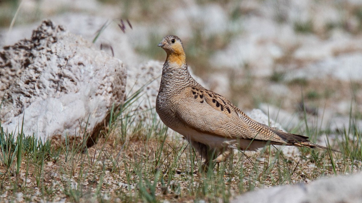 Tibetan Sandgrouse - ML614924369