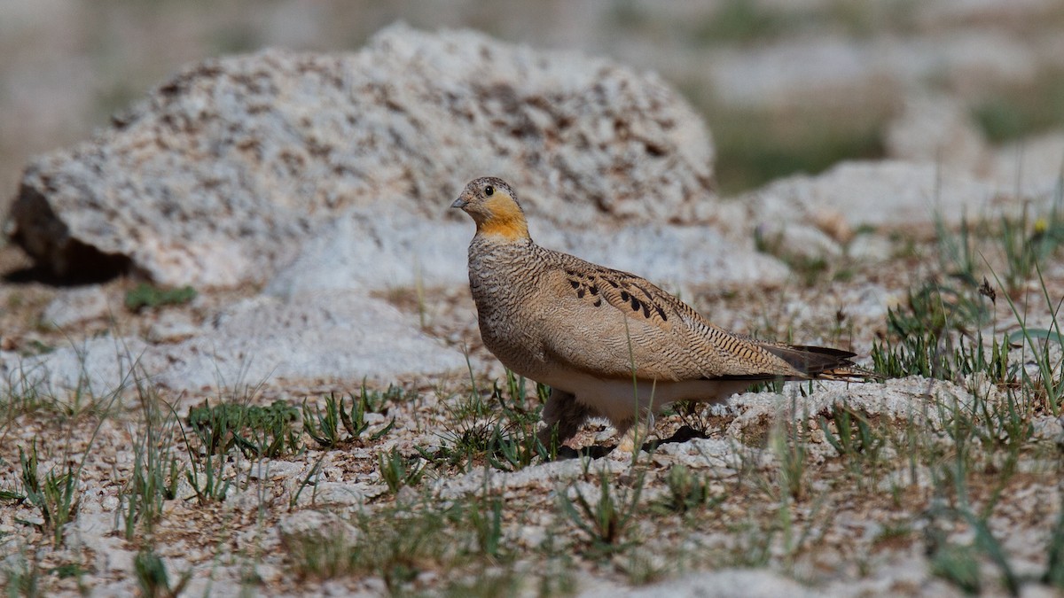 Tibetan Sandgrouse - ML614924377