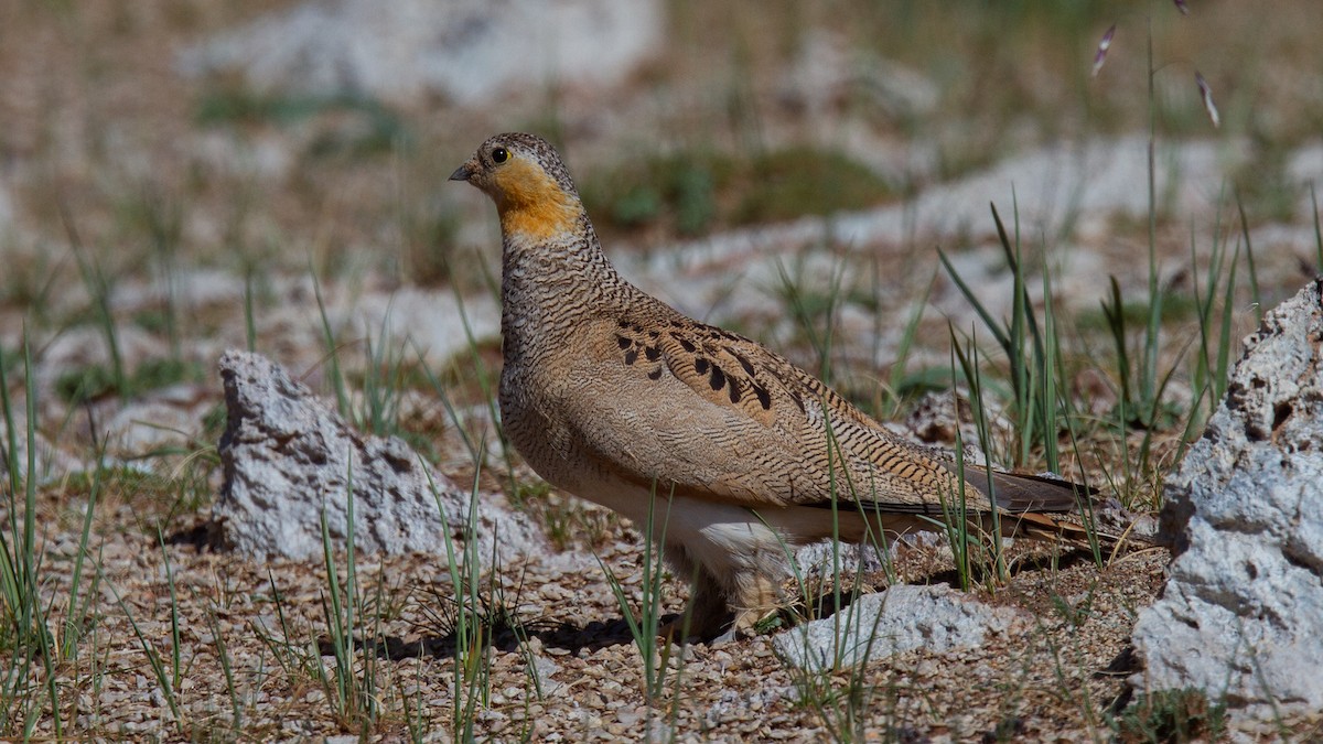 Tibetan Sandgrouse - ML614924383