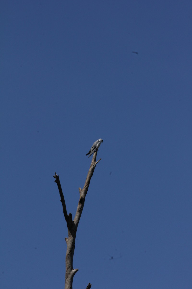 Black-winged Kite - ML614924426