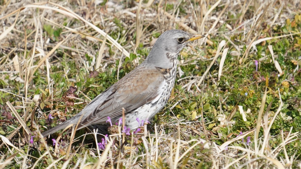 Дуулгат хөөндэй - ML614924450