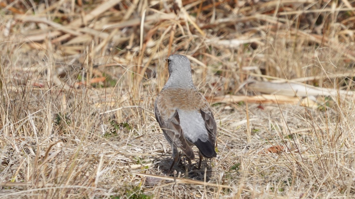 Дуулгат хөөндэй - ML614924454