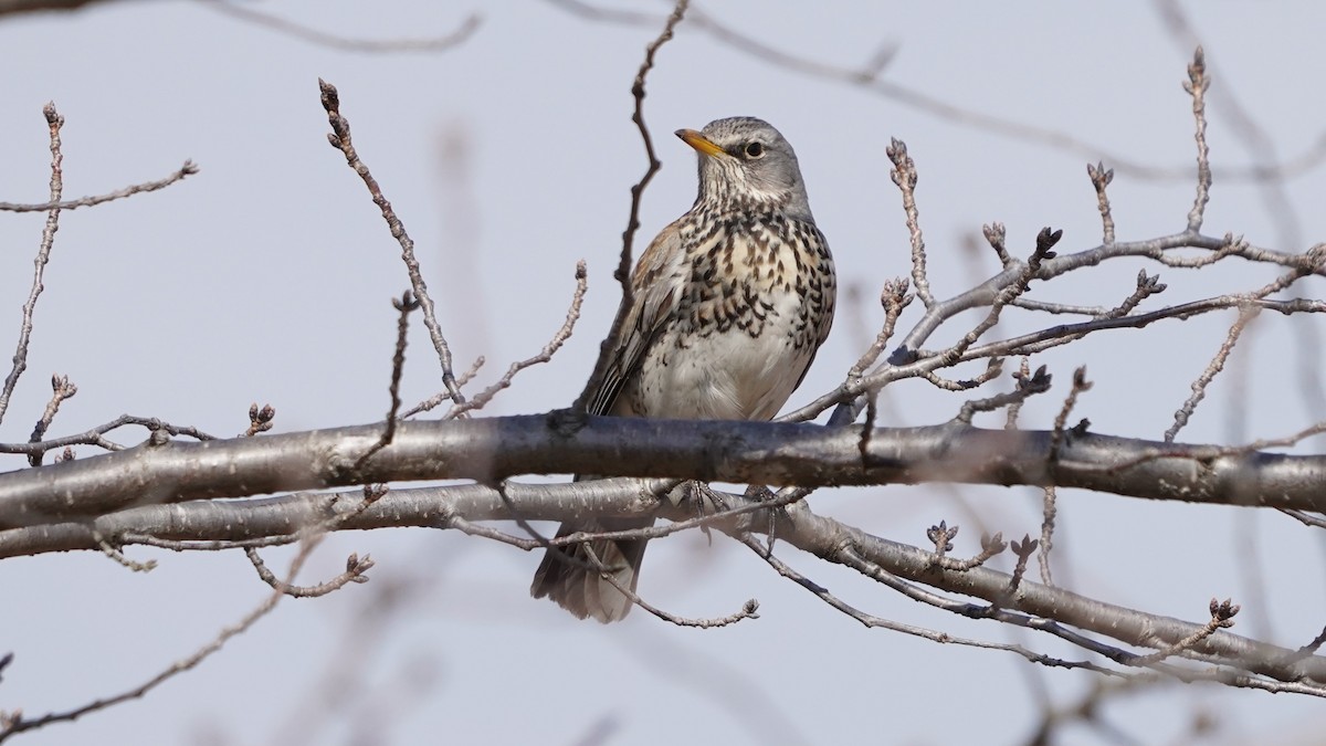 Дуулгат хөөндэй - ML614924455