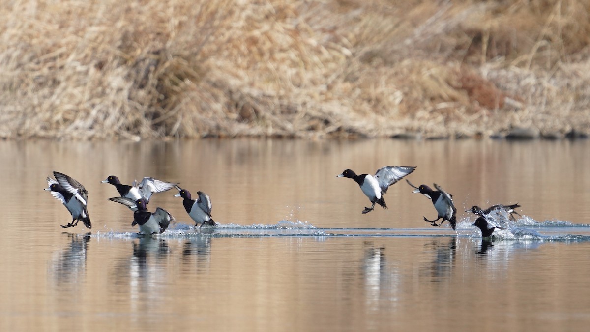 Tufted Duck - Hikawa Takeshi