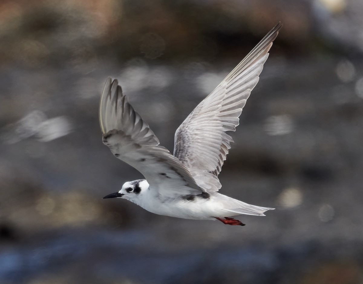 White-winged Tern - Steven McBride