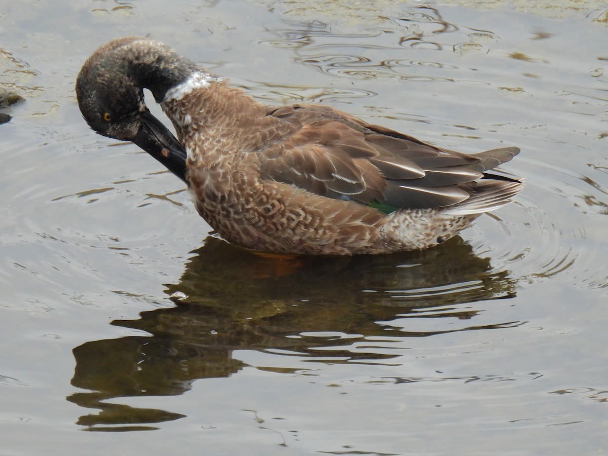 Canard souchet - ML614924547