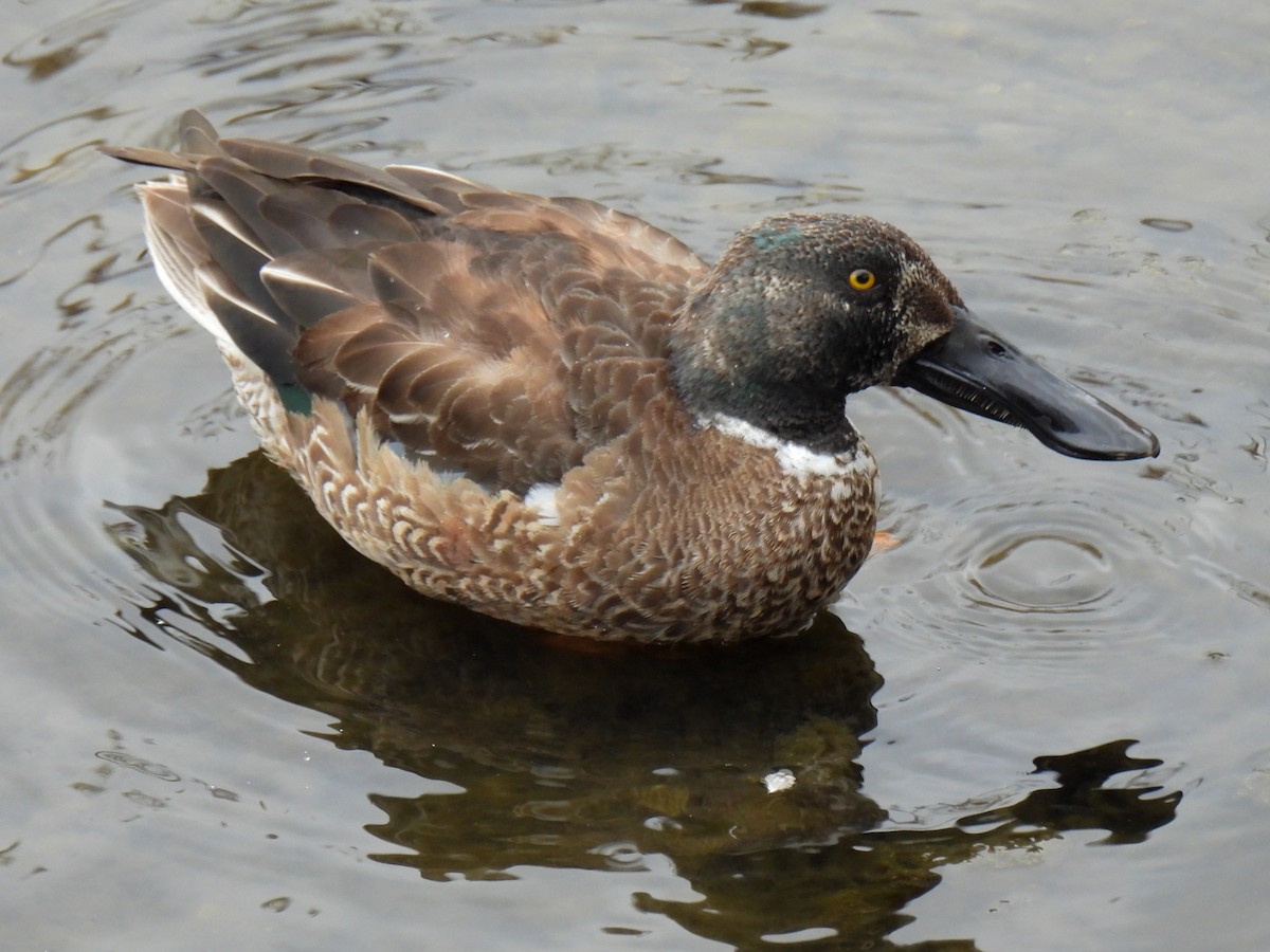 Canard souchet - ML614924548