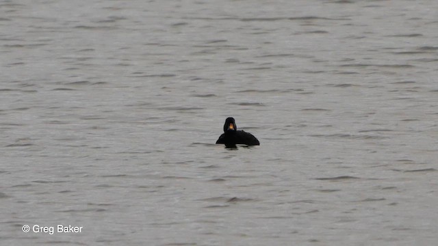 Common Scoter - ML614924575